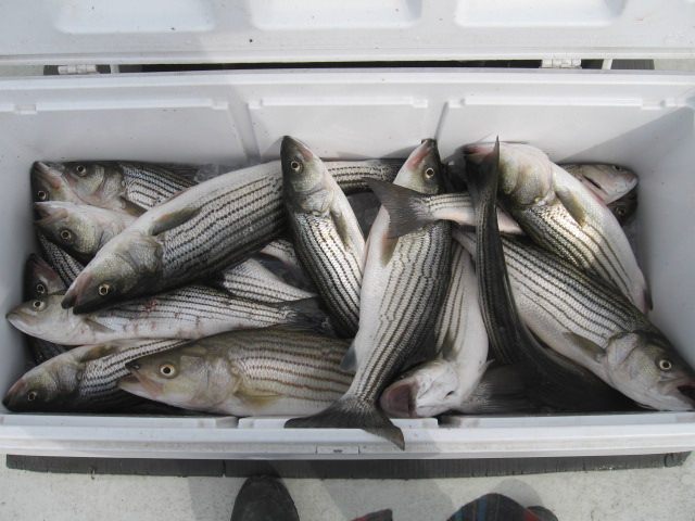 A Cooler Full Of Stripers! Sawyer Chesapeake Bay Fishing Charters From Maryland's Eastern Shore!