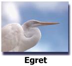 Egrets