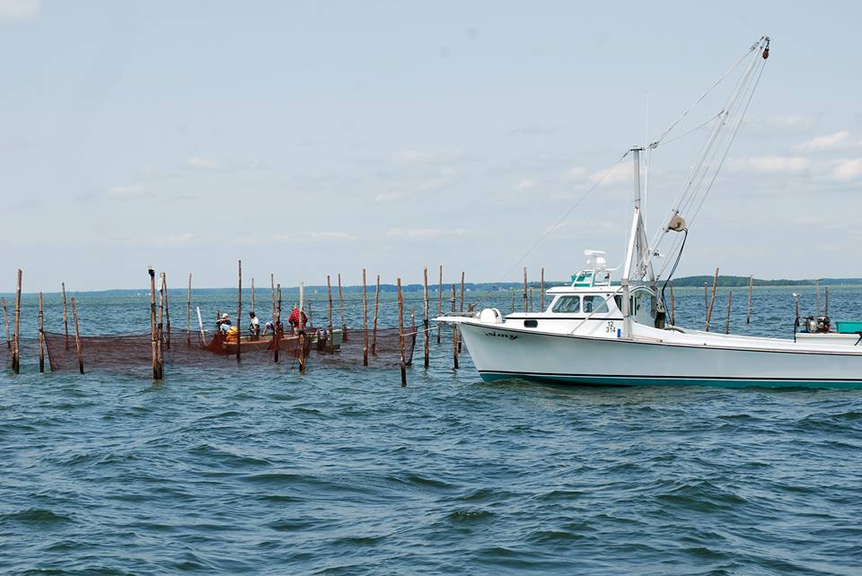 Commercial Fishermen Using Pound Nets!